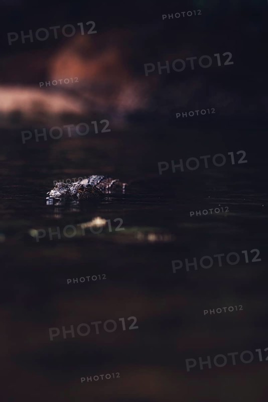 Special light atmosphere with crocodile in the outback in Windjana Gorge National Park in Australia