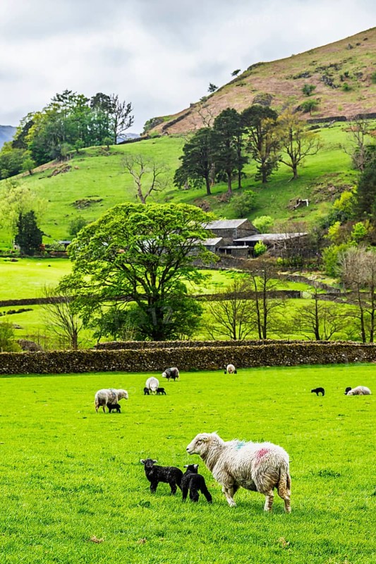 Sheep and farm in Lake District National Park, Coniston Water, Cumbria, England, United Kingdom