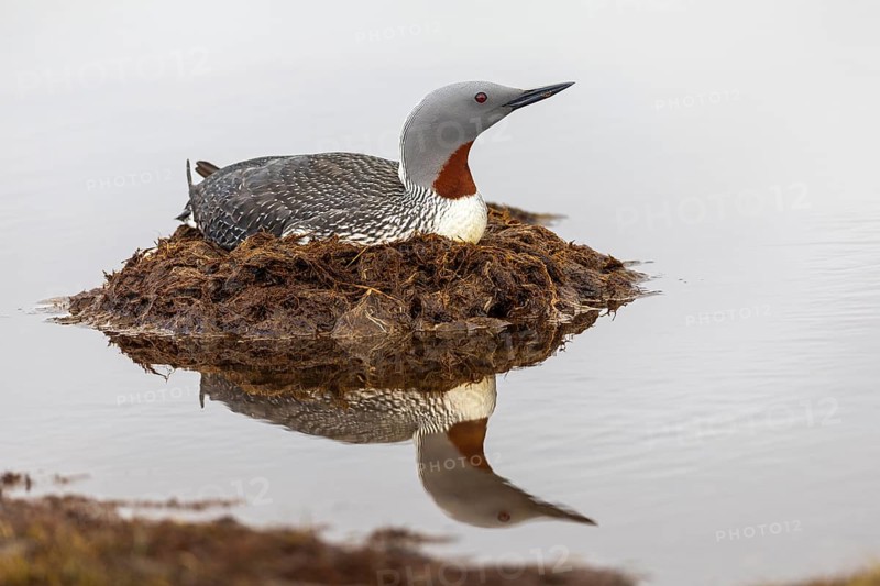 Red-throated diver (Gavia stellata) breeding on the nest, Aventdalen, Longyearbyen, Spitsbergen, Svalbard