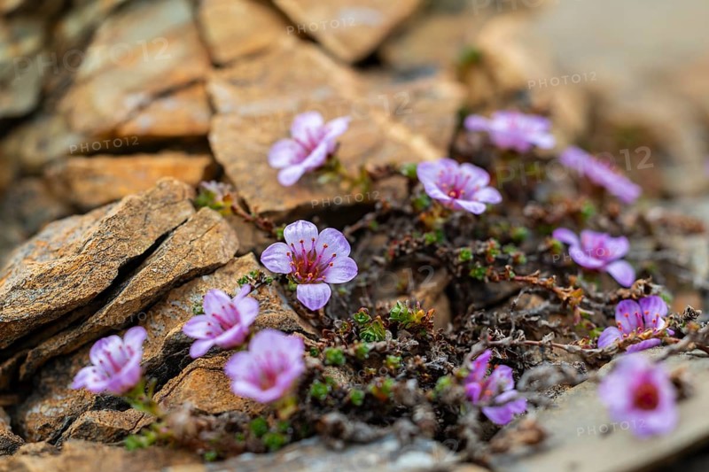 Red saxifrage (Saxifraga oppositifolia), saxifrage family (Saxifragaceae), Jotunkjeldene, Spitsbergen, Svalbard