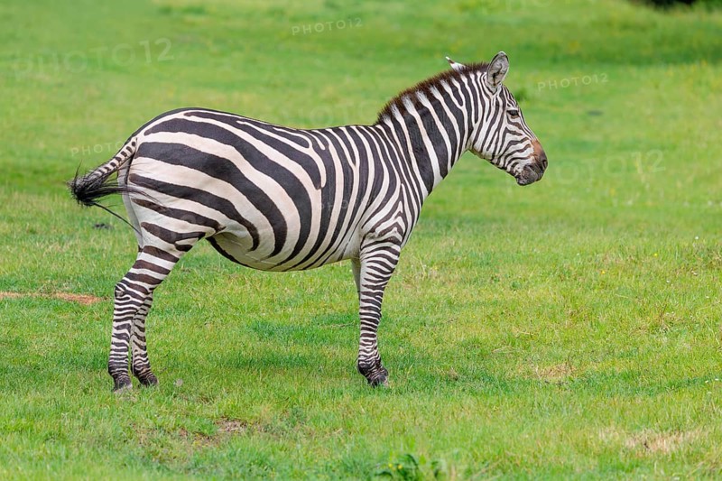 A Grant's zebra (Equus quagga boehmi) stands in a green meadow. Kenya