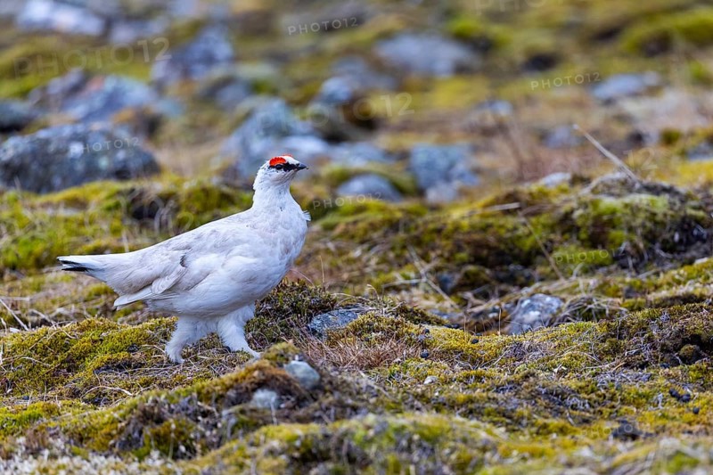 Ptarmigan (Lagopus), Cock, Chicken birds (Galliformes), Longyearbyen, Spitsbergen, Svalbard