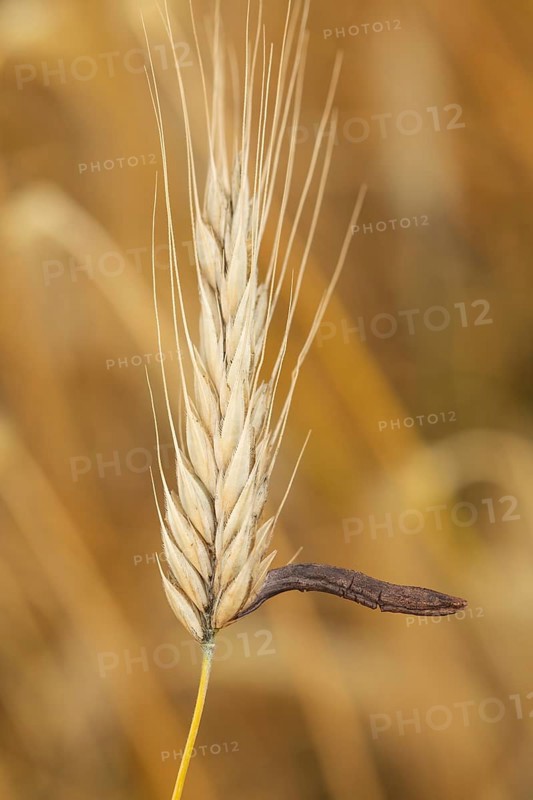 Ergot mushroom Claviceps purpurea on a ripe ear of grain