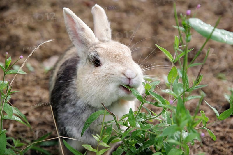 Domestic rabbit (Oryctolagus cuniculus forma domestica), tame, eat, plant, hunger, portrait, Germany