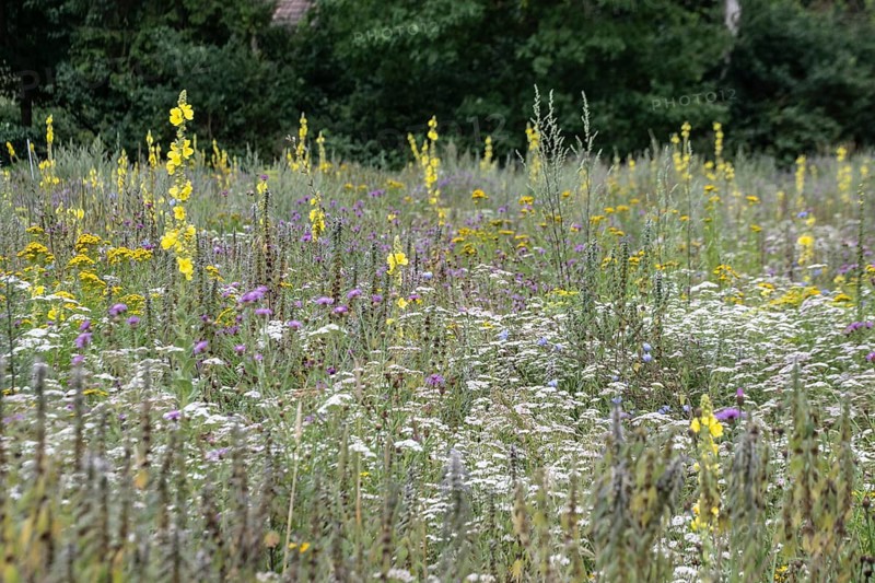 Flower meadow with large-flowered mullein (Verbascum densiflorum), Lower Saxony, Germany