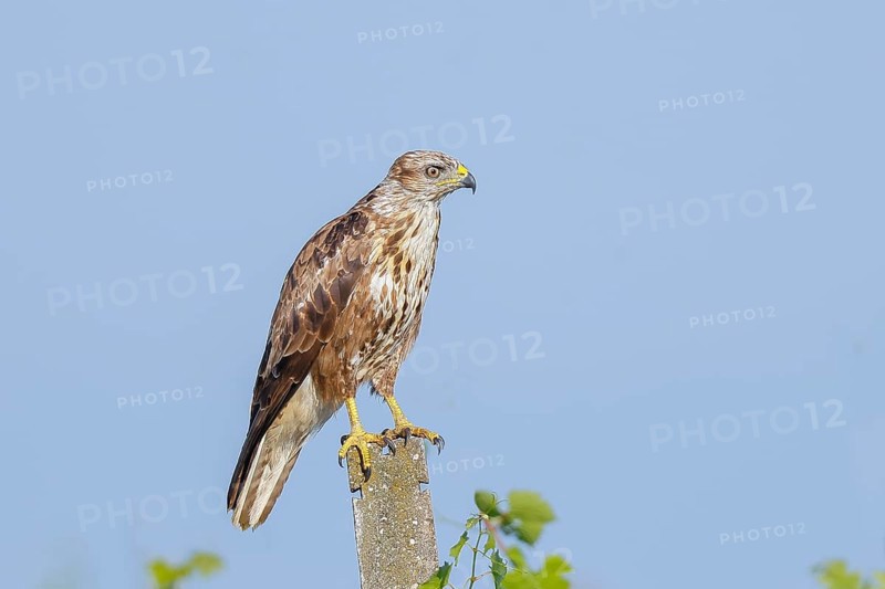 Buzzard (Buteo buteo) on the lookout, lurking on a concrete post, wildlife, animals, birds, bird of prey, nature photography, Lake Neusiedl National Park, Seewinkel, Burgenland, Austria