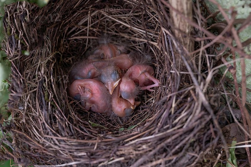 Five hatched blackbirds (Turdus merula) in the nest, in the clutch, one day old, Bavaria, Germany
