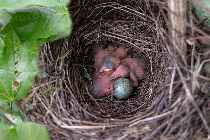 Four of five hatched blackbirds (Turdus merula) in the nest, Bavaria, Germany