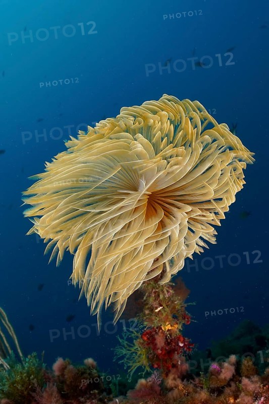 Large, yellow screwfish (Sabella spallanzanii) gently unfolds in the blue underwater in the Mediterranean Sea near Hyères, dive site peninsula Giens, Provence Alpes Côte d'Azur, France