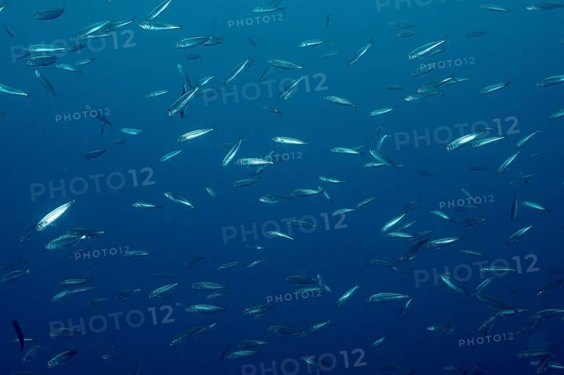 Shoal of sardine (Sardina pilchardus) under blue water moving dynamically in the Mediterranean Sea near Hyères, dive site Giens Peninsula, Provence Alpes Côte d'Azur, France