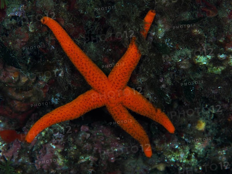 A red starfish (Echinaster sepositus) on rocky ground in the Mediterranean Sea near Hyères, dive site Peninsula Giens, Provence Alpes Côte d'Azur, France
