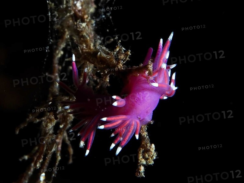 Bright pink-purple Edmundsella pedata (Edmundsella pedata) on an underwater branch in the Mediterranean Sea near Hyères, dive site Giens Peninsula, Provence Alpes Côte d'Azur, France
