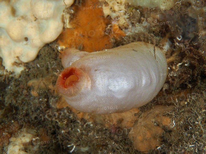 Red sea squirt (Halocynthia papillosa), white variant, on the ocean floor, surrounded by marine materials in the Mediterranean Sea near Hyères, dive site Giens Peninsula, Provence Alpes Côte d'Azur, France