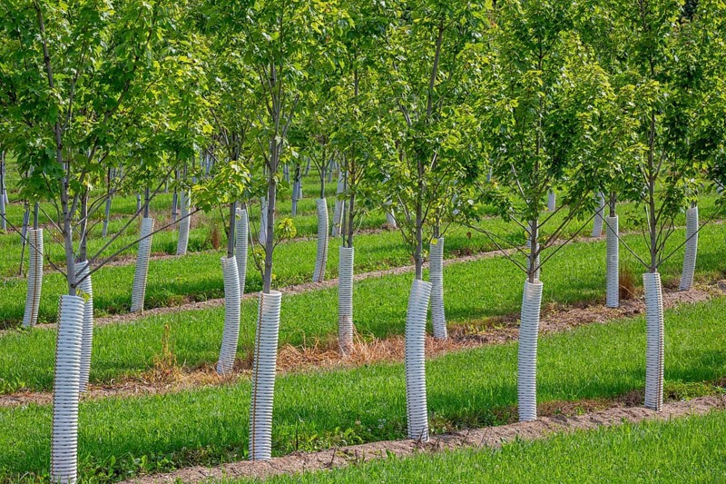 Shelbyville, Michigan - Trees growing at Winding Creek Nursery in west Michigan. The company grows Michigan native shade trees and flowering ornamental trees