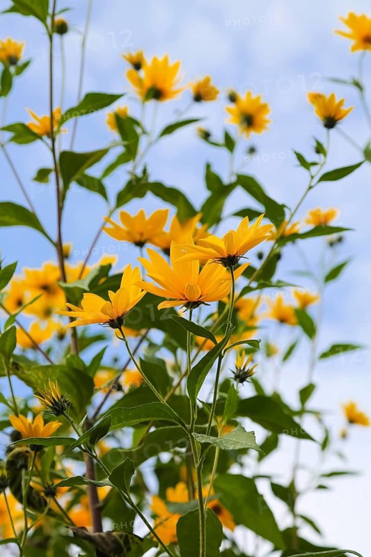 Jerusalem artichoke (Helianthus tuberosus), yellow blossom, flowers, plants, Oberuhldingen district, Uhldingen-Mühlhofen municipality, Lake Constance district, Baden-Württemberg, Germany
