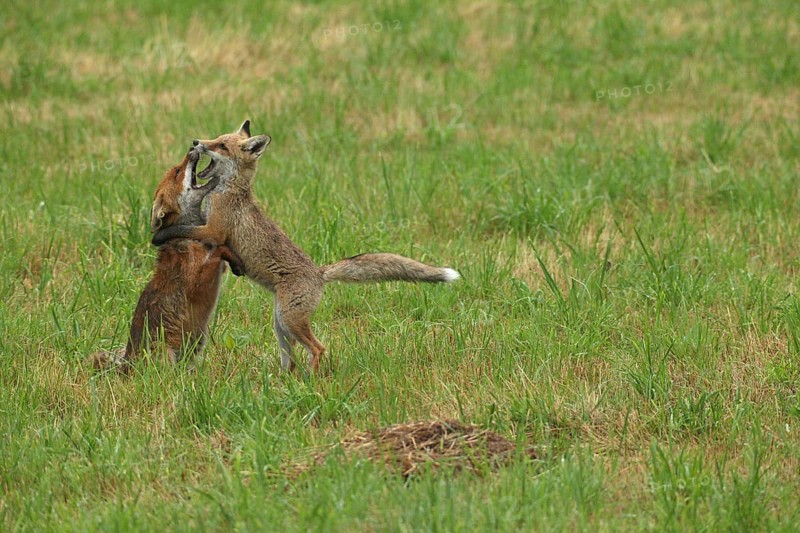Red fox (Vulpes vulpes) male and weaned young playing on a mown meadow in light rain, Allgäu, Bavaria, Germany, Allgäu, Bavaria, Germany