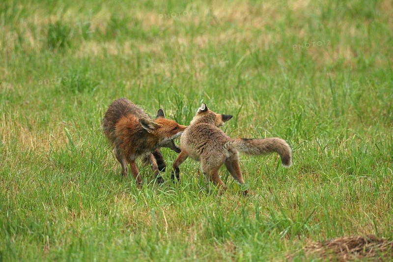 Red fox (Vulpes vulpes) male bites away weaned young, should finally become independent, mown meadow, light rain, Allgäu, Bavaria, Germany, Allgäu, Bavaria, Germany