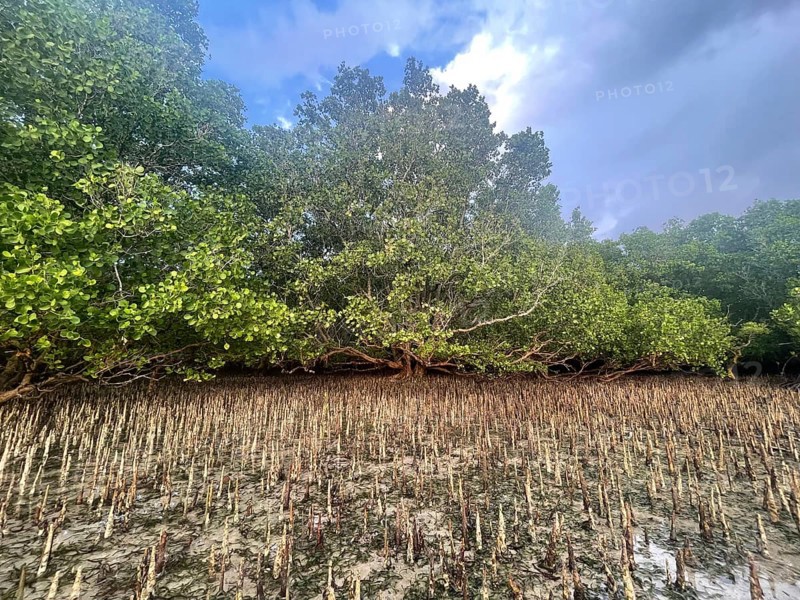 Aerial roots of the mangrove (Sonneratia alba), mangroves are among the most important ecosystems for combating the effects of climate change, coastal protection, CO2 storage, Sipaway Island, Negros, Philippines