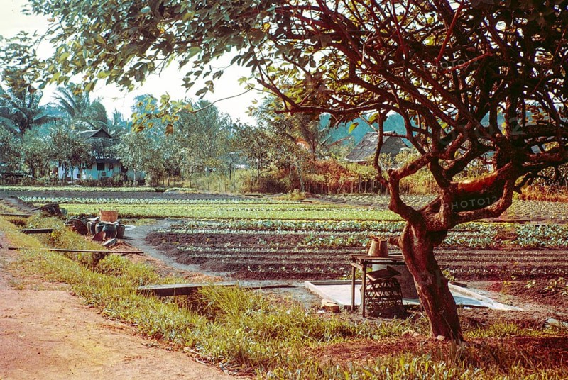 Intensive farming crops growing in fields of small farms, Singapore, southeast Asia, 1965