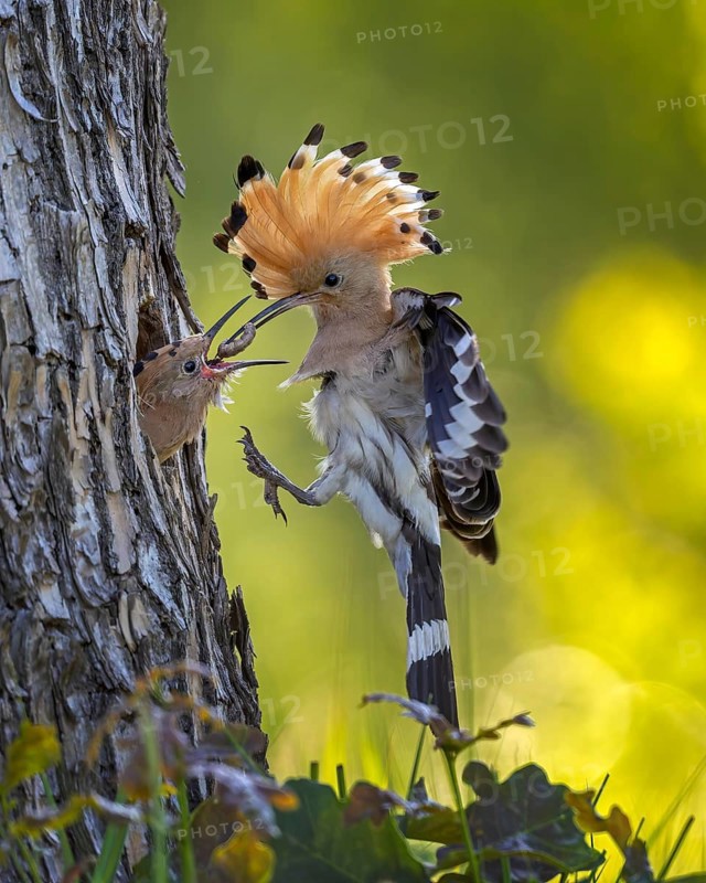 Hoopoe (Upupa epops) Bird of the Year 2022, male with food, prey, foraging, food for the young birds, erected bonnet, sunrise, interaction, breeding cave, nest, young bird begging for food, flying, on approach, wings, climate change, Middle Elbe Biosphere Reserve, Saxony-Anhalt, Germany