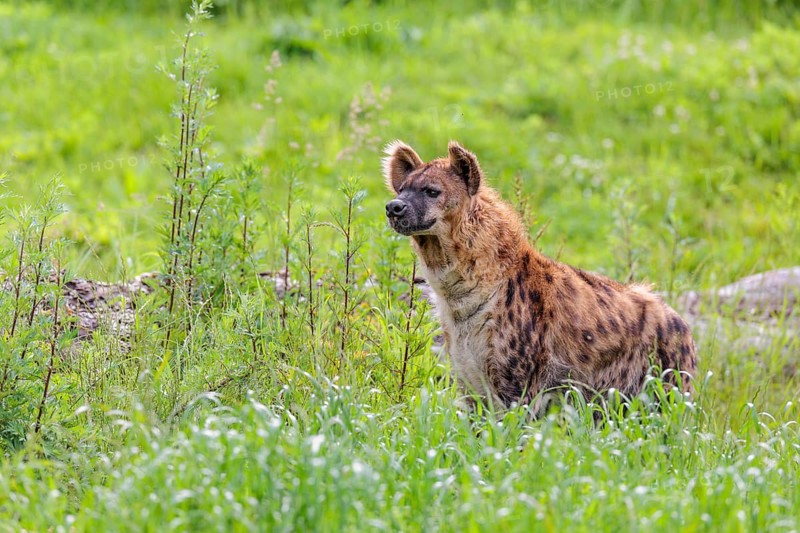 An adult female spotted hyena (Crocuta crocuta) stands in a green meadow. Southern part of Africa