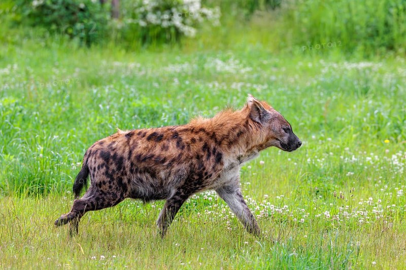 An adult female spotted hyena (Crocuta crocuta) runs across a green meadow. Southern part of Africa