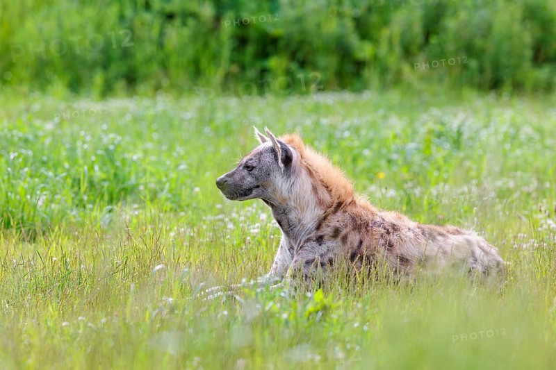 An adult male spotted hyena (Crocuta crocuta) lying in a green meadow, observing something. Southern part of Africa