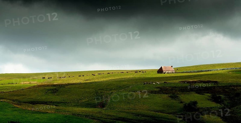 Auvergne Volcanoes Regional Natural Park. Cezallier. Herd of cows near a farmhouse (buron) under a cloudy sky.Puy de Dome. Auvergne-Rhone-Alpes.France
