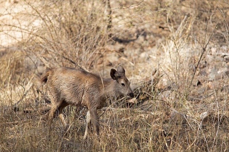 Sambar or sambar deer or horse deer (Cervus unicolor or Rusa unicolor) in the dry forest in Ranthambore National Park, Rajasthan, India