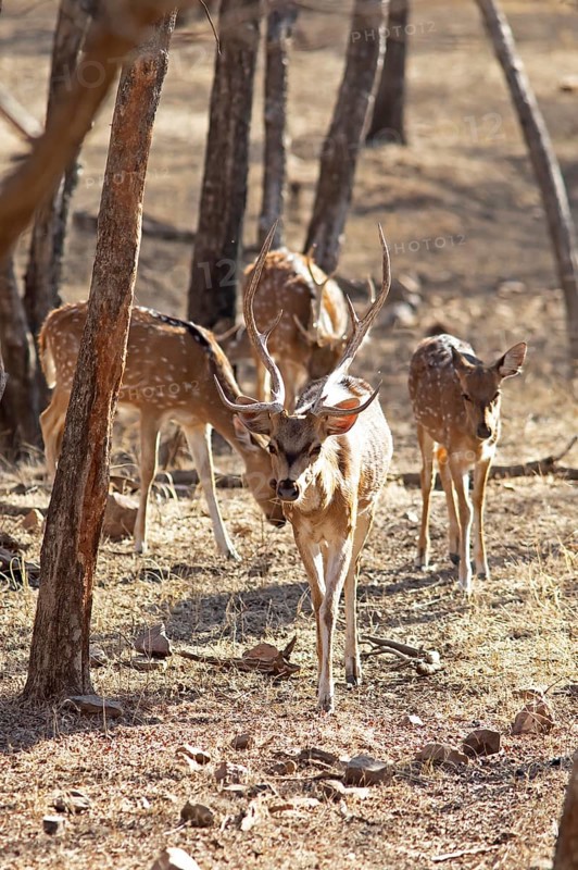 Axis deer or chitals (Axis axis) in the dry forest, Ranthambore National Park, Rajasthan, India