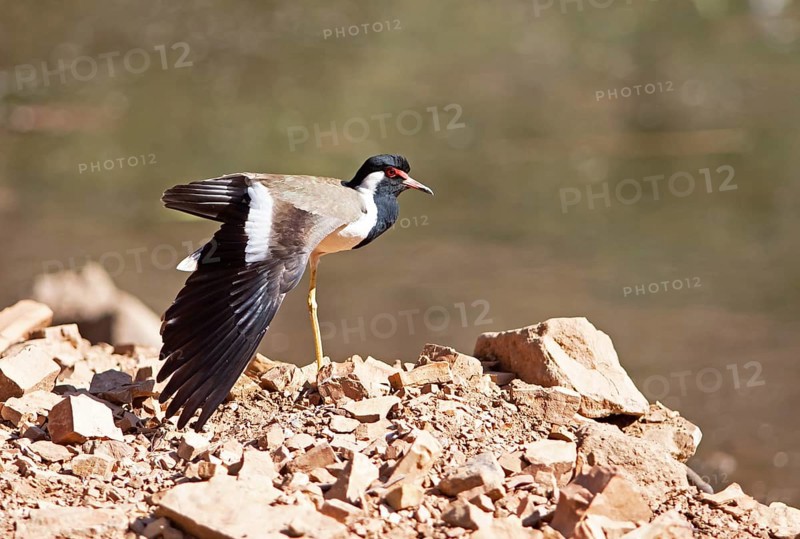 Red lapwing (Vanellus indicus) in Ranthambore National Park, Rajasthan, India