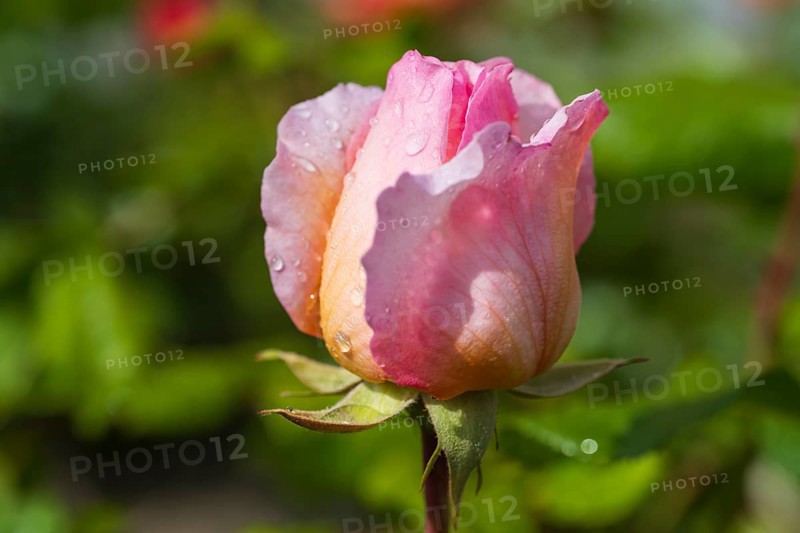 Pink shrub rose flower with water droplets, single flower, North Rhine-Westphalia, Germany