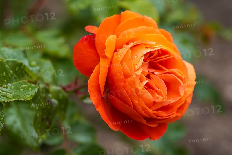 Red blossom of the shrub rose with water droplets, North Rhine-Westphalia, Germany