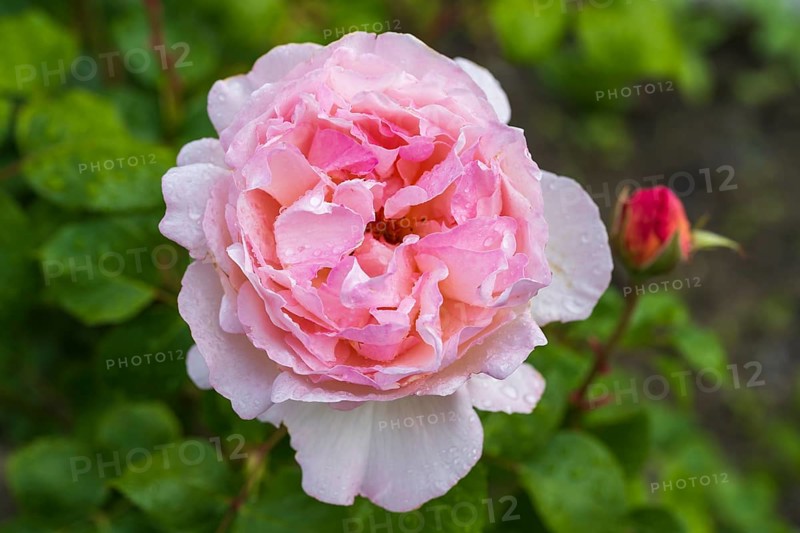 Flower of the shrub rose with water droplets, bud next to it, North Rhine-Westphalia, Germany