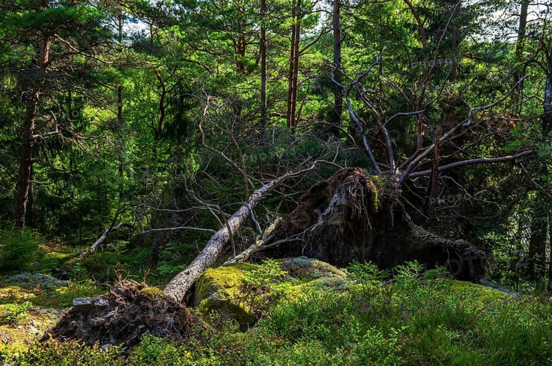 Uprooted trees in a small forest near Henan, Orust Island, Bohuslän, Västra Götalands län, Sweden