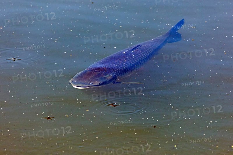 Catfish, fish pond, Fischers Land Boek, Mecklenburg Lake District, Mecklenburg-Western Pomerania, Germany
