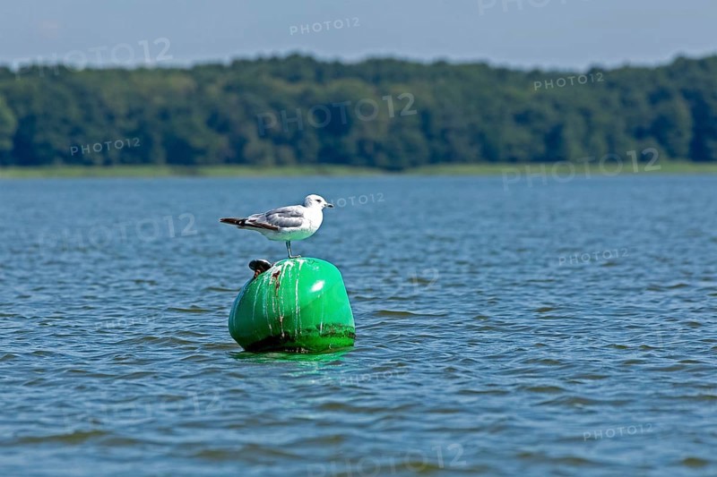 Gull, Mew Gull (Larus canus) sitting on a buoy, Woterfitzsee, Müritz National Park, Mecklenburg Lake District, Mecklenburg-Western Pomerania, Germany