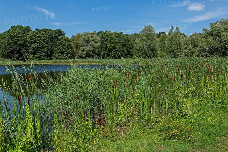 Fish pond, Fischers Land Boek, Mecklenburg Lake District, Mecklenburg-Western Pomerania, Germany
