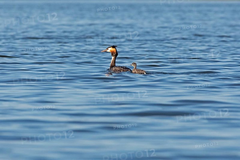 Great Crested Grebe (Podiceps ribbonfish) with juvenile, Leppinsee, Rechlin, Mecklenburg Lake District, Mecklenburg-Western Pomerania, Germany