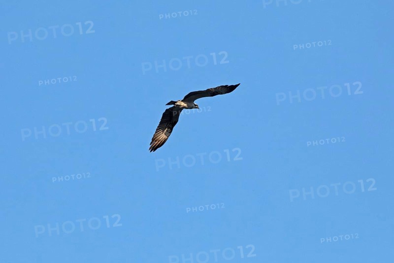 Osprey (Pandion haliaetus) in flight over Lake Leppin, Rechlin, Mecklenburg Lake District, Mecklenburg-Western Pomerania, Germany