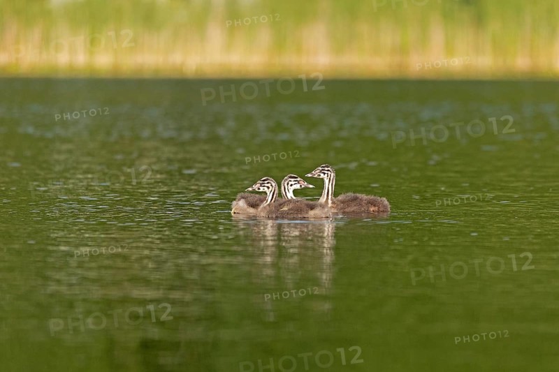 Young great crested grebe (Podiceps ribbonfish), Leppinsee, Rechlin, Mecklenburg Lake District, Mecklenburg-Western Pomerania, Germany