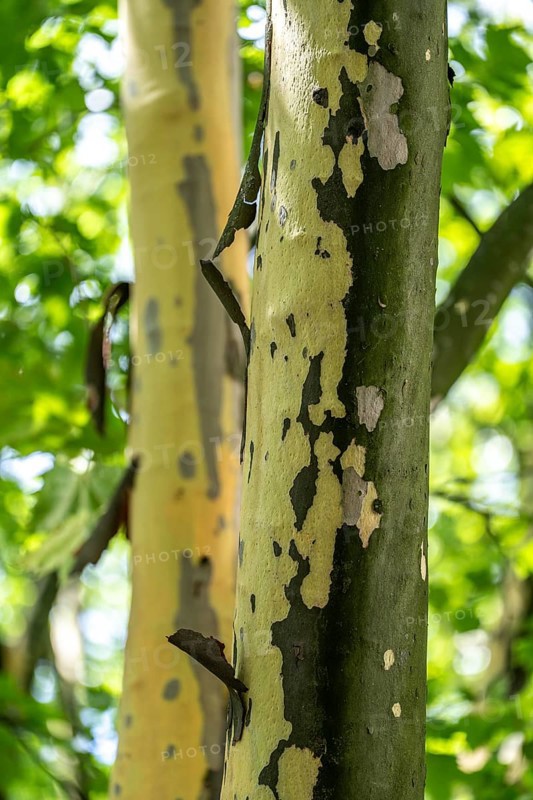 Plane trees, Platanus × acerifolia, often shed their bark in summer, the bark cannot grow with the tree if it grows well, the shed bark is replaced by new tissue, Duisburg, North Rhine-Westphalia, Germany