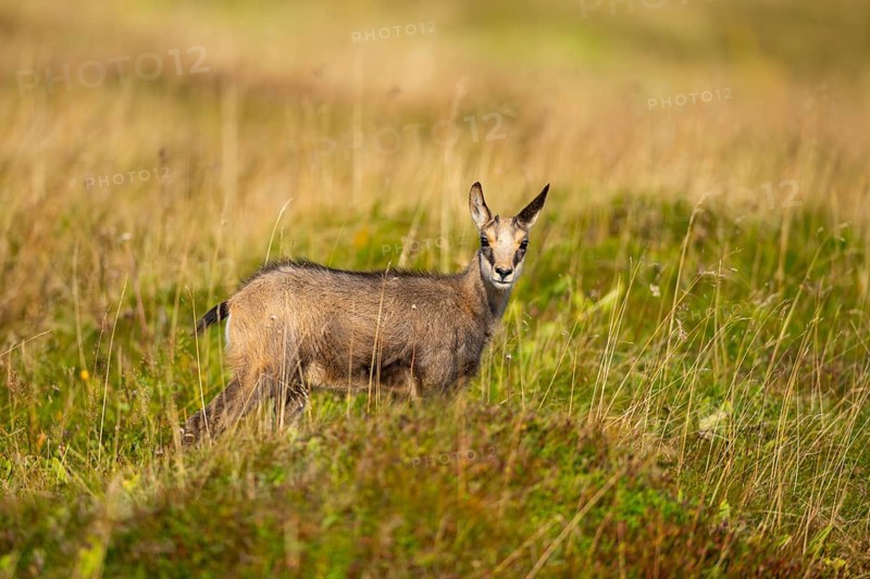 Chamois (Rupicapra rupicapra) youngster on a meadow in the Vosges Mountains, wildlife, France