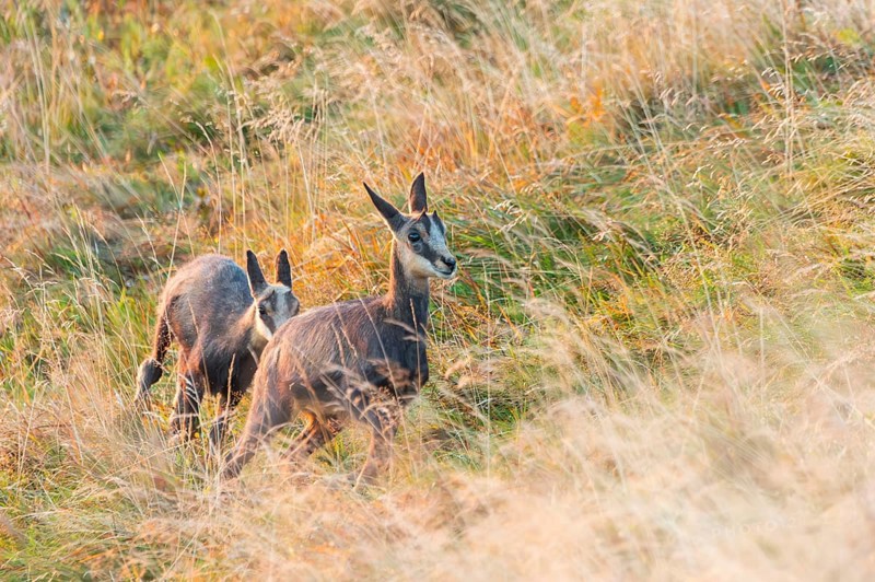 Chamois (Rupicapra rupicapra) youngster on a meadow in the Vosges Mountains, wildlife, France