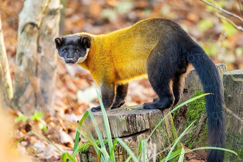 Yellow-throated marten (Martes flavigula) on an old wood, Germany