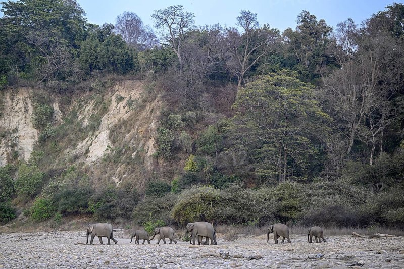 Indian elephants (Elephas maximus indicus), Corbett National Park, near Ramnagar, Uttarakhand State, India