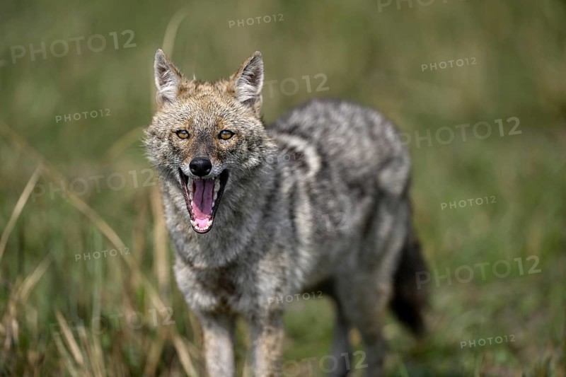 Indian jackal (Canis aureus indicus), Corbett National Park, near Ramnagar, Uttarakhand State, India