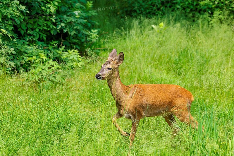 A female roe deer (Capreolus capreolus) crosses a green meadow. Bavaria, Germany