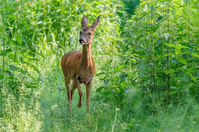 A female roe deer (Capreolus capreolus) crosses a nettle thicket. Bavaria, Germany