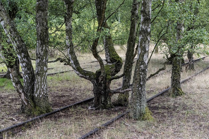 Renaturalisation in the Schöneberger Südgelände nature park, birch trees (Betula pendula) between old railway tracks, Berlin, Germany